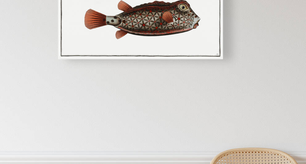Nose-Trunk Ostracion Nasus by IStockHistory com