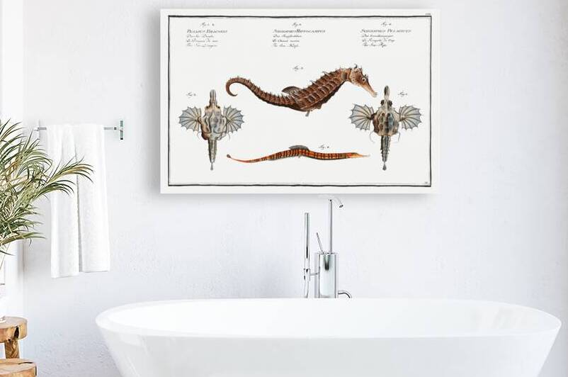 1. 2. Sea Dragon Pegasus Draconis 3. Sea-Horse Syngnathus Hippocampus 4. Sea-Pipe Syngnathus Pelagicus by IStockHistory com