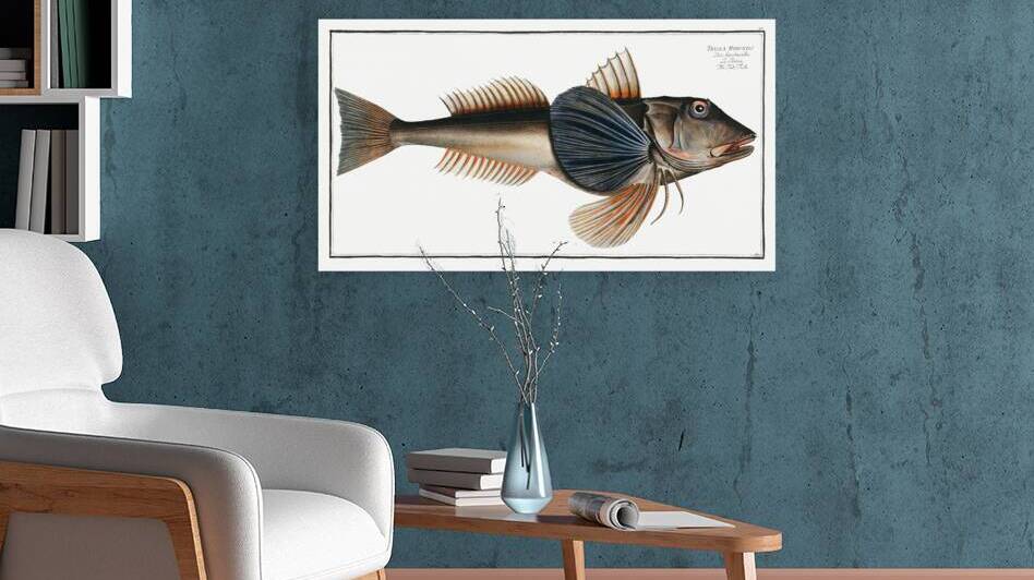 Tub-Fish Trigla Hirundo by IStockHistory com
