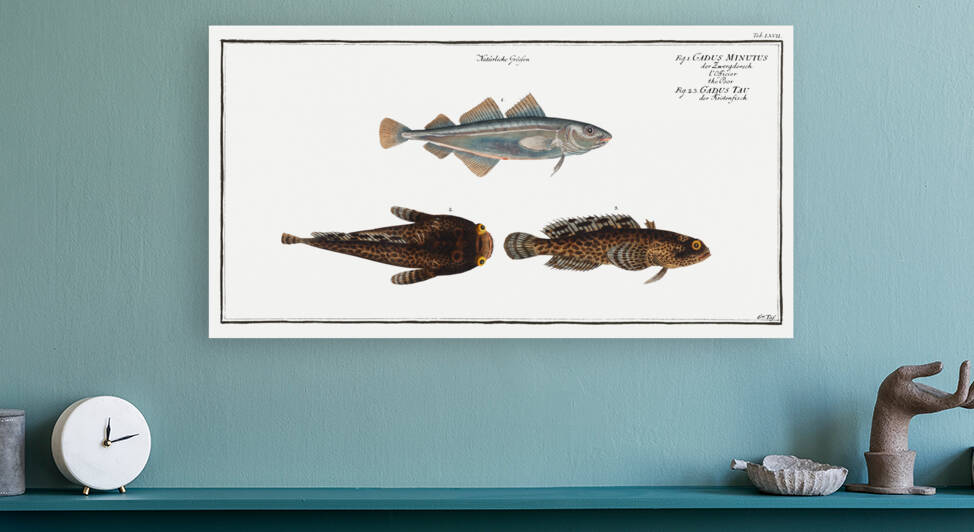 1. Poor Gadus Minutus 2. 3. Toald-Fish Gadus Tau by IStockHistory com