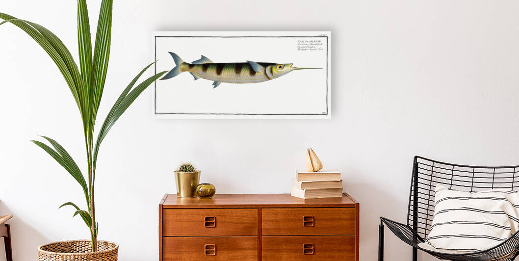 Under-Sword-Fish Esox brasiliensis by IStockHistory com