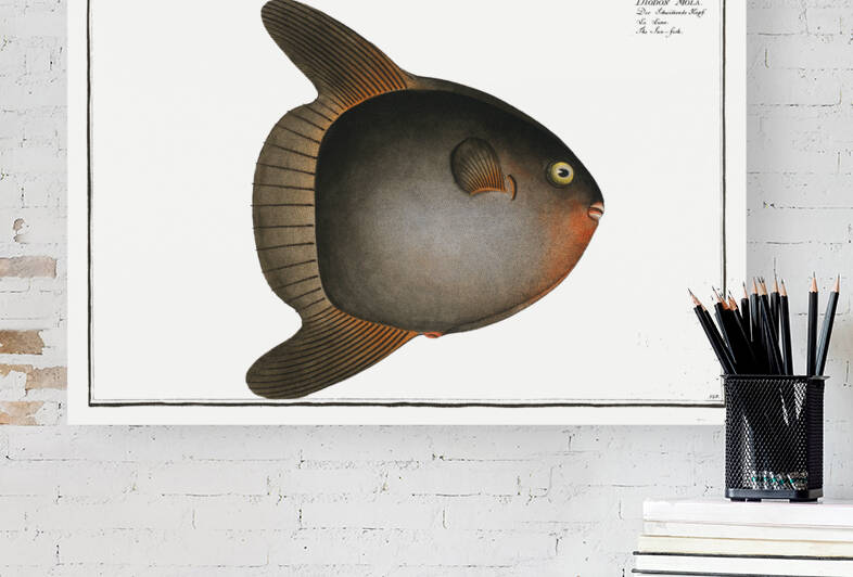 Sun-fish Diodon Mola by IStockHistory com