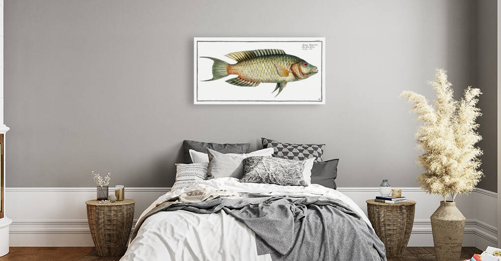 Sparus Chlorourus by IStockHistory com