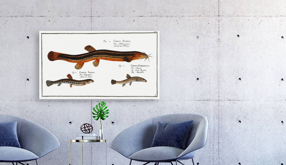 1. Muddy-Loach Cobitis Fossilis 2. Ribban-Loach Cobitis Taenia 3. Bearded-Loach Cobitis Bartula by IStockHistory com