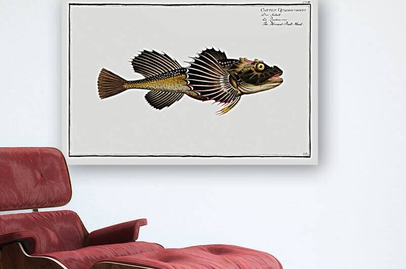Horned Bull-Head Cottus Quadricornis by IStockHistory com