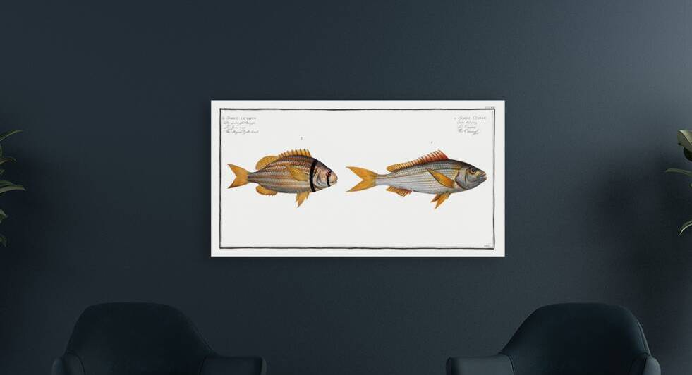 1. Cuning Sparus Cuning 2. Striped Gilt-head Sparus vittatus by IStockHistory com