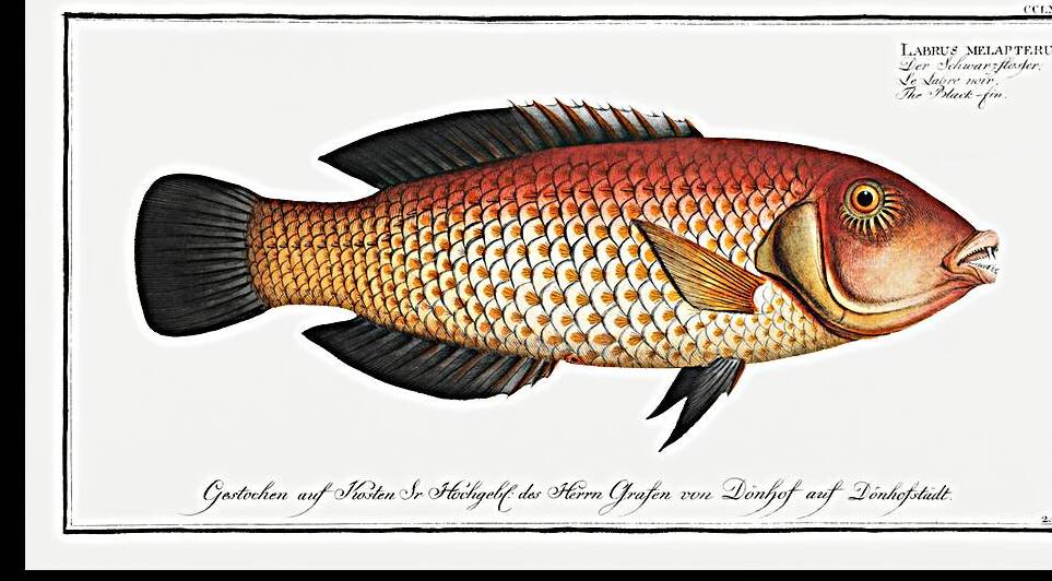 Black-fin Labrus melapterus by IStockHistory com
