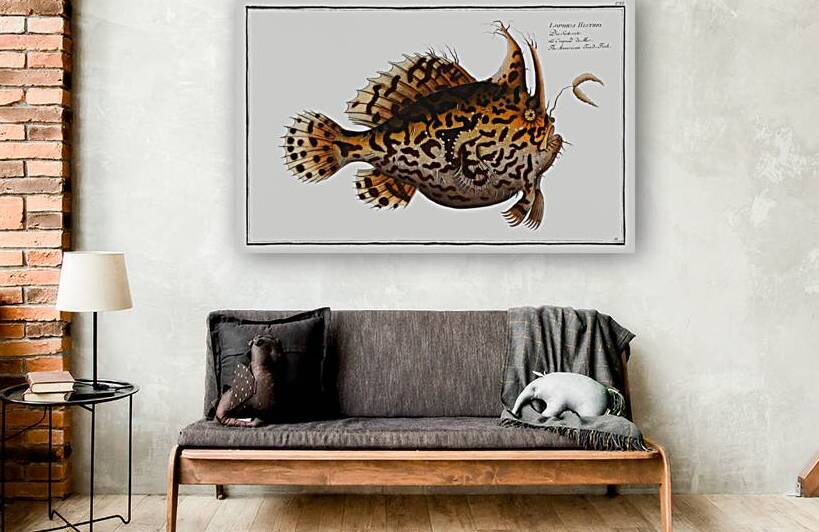 American Toad-Fish Lophius Histrio by IStockHistory com