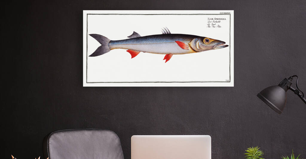 Sea-Pike Esox Sphyraena by IStockHistory com