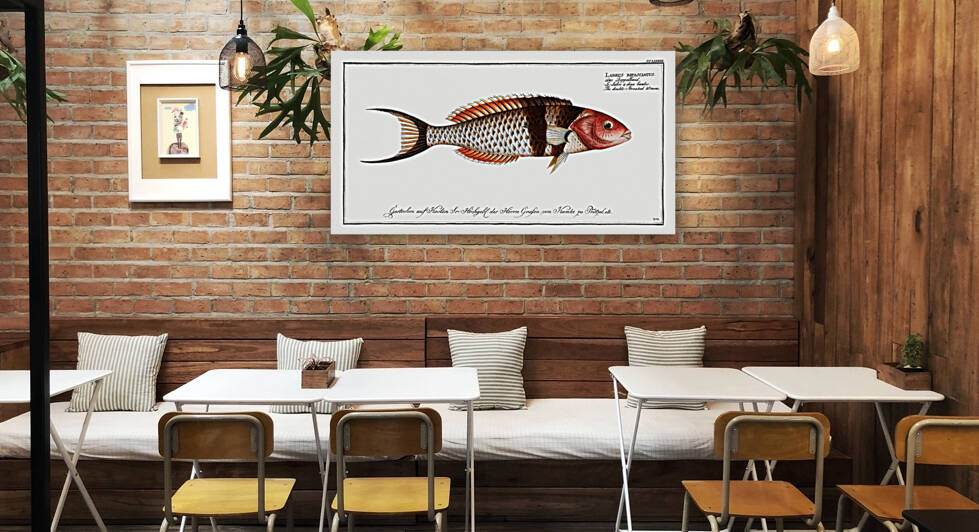 Double-Streaked Wrasse Labrus bifasciatus by IStockHistory com