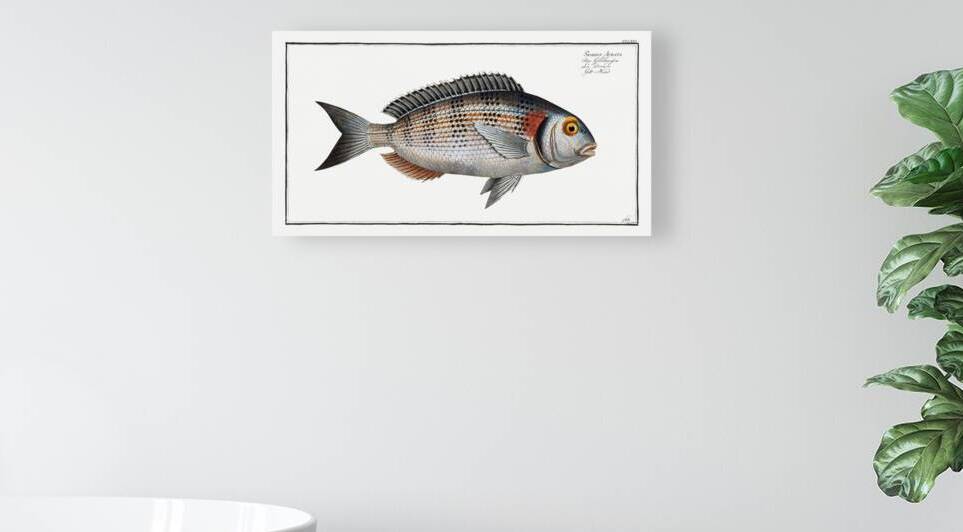 Gilt-Head Sparus Aurata by IStockHistory com