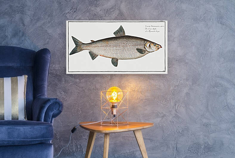 Broad-Gwiniad Salmo Thymallus latus by IStockHistory com