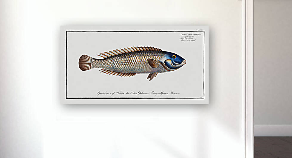 Blue-head Labrus cyanocephalus by IStockHistory com