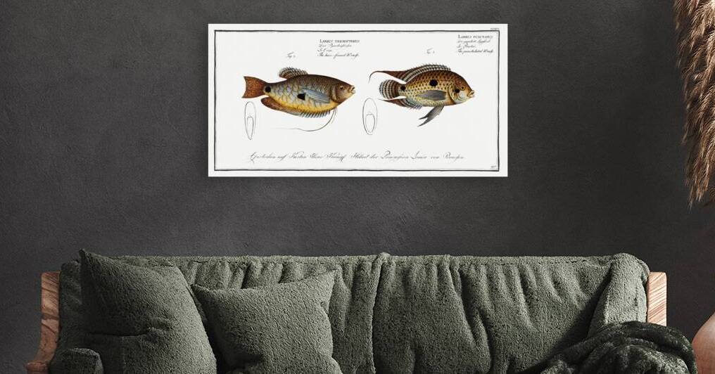 1. Punctulated Wrasse Labrus punctatus 2. Hair-finned Wrasse Labrus trichonterus by IStockHistory com