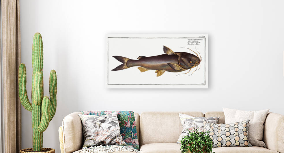 Silver-Silure Silurus Herzbergii by IStockHistory com