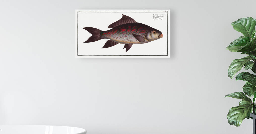 Fringed Carp Cymbrinus fimbriatus by IStockHistory com