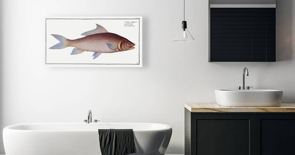 Cirrhated Carp Cyprinus cirrhosus by IStockHistory com