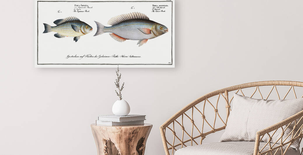 1. Silver-Perch Perca argentata 2. Japanese Perch Perca Japonica by IStockHistory com