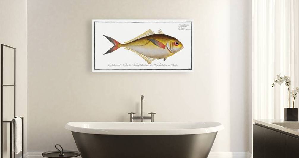 Green Mackrel Scomber Chloris by IStockHistory com