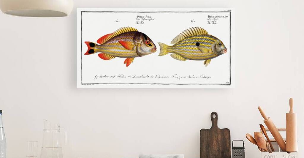 1. Pacu Perca unimaculata 2. Jub Perca Juba by IStockHistory com