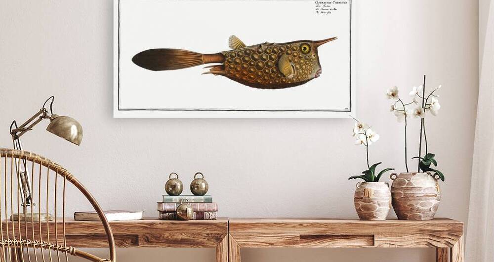 Horn-fish Ostracion Cornutus by IStockHistory com