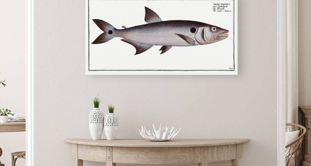 Sickle-Salmon Salmo falcatus by IStockHistory com