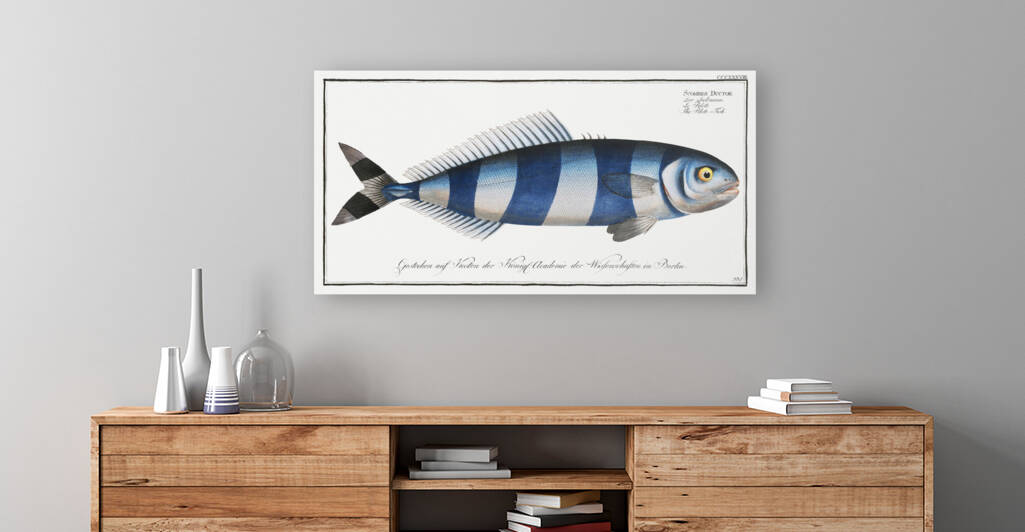 Pilote-Fish Scomber Ductor by IStockHistory com