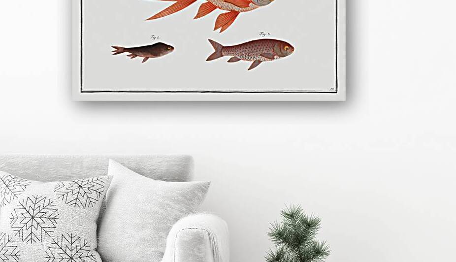 Gold-Fish Cyprinus Auratus by IStockHistory com