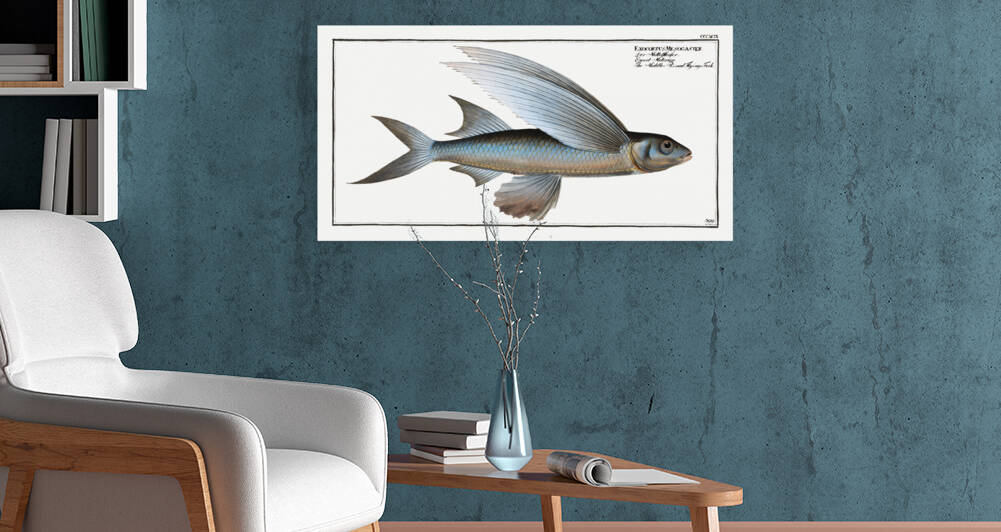 Middle-Pinned Flying-Fish Exocoetus Mesogaster by IStockHistory com