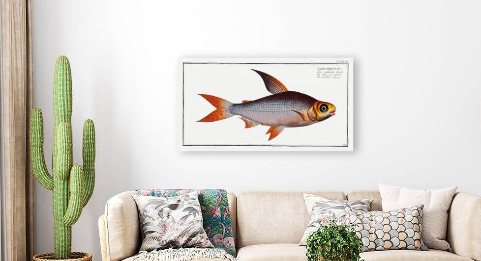 Toothless Salmon Salmo edentulus by IStockHistory com