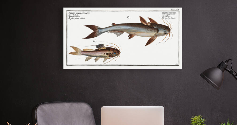 1. Knotty Silure Silurus Nodosus 2. Four spotted Silure Silurus Quadrimaculatus by IStockHistory com