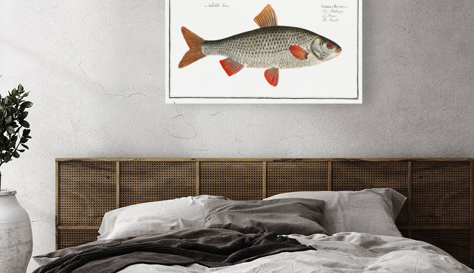 Roach Cyprinus Rutilus by IStockHistory com
