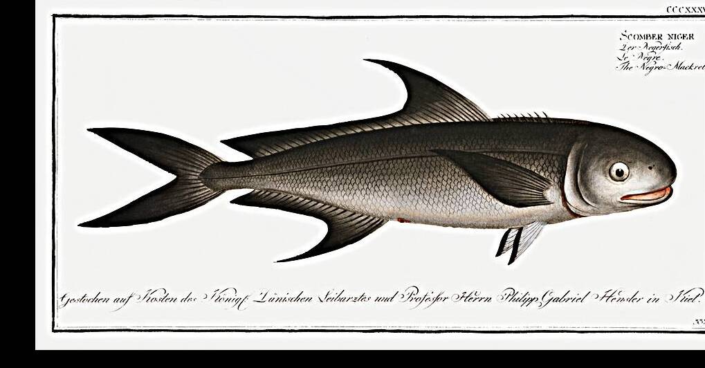 Negro-Mackrel Scomber niger by IStockHistory com