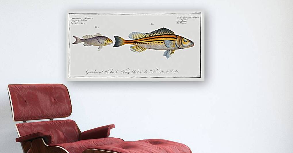 1. Schratser Gymnocephalus Schratser 2. Siver-Bald Gymnocephalus argenteus by IStockHistory com