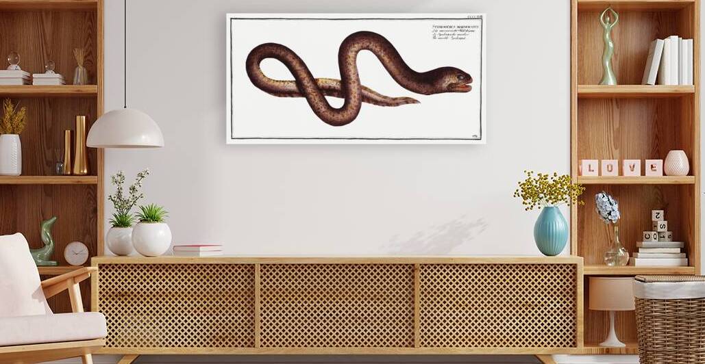 Marble Synbrant Synbranchus marmoratus by IStockHistory com