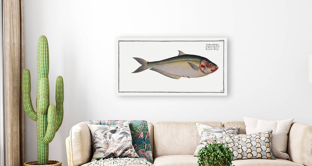Africain Herring Clupea africana by IStockHistory com