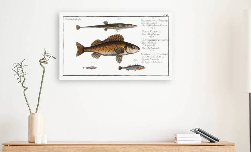 1. Fifteen-Spined Stickleback Gasterosteus Spinachia 2. Ruffe Perca Cernua 3. Stickleback Gasterosteus Aculeatus 4. lesser Stickleback Gasterosteus Pungitius by IStockHistory com