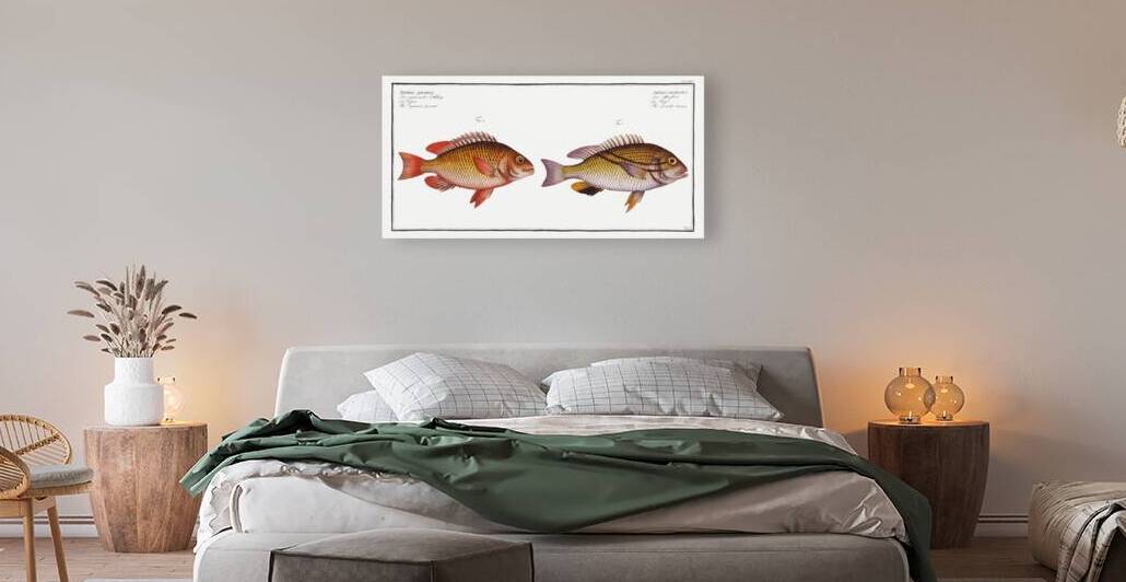 1. Double string Anthias bilineatus 2. Japanese Grunt Anthias japonicus by IStockHistory com