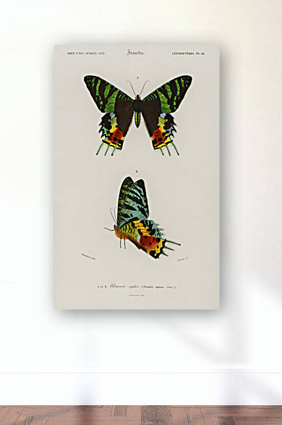 Madagascan Sunset Moth Urania Riphaeus by IStockHistory com