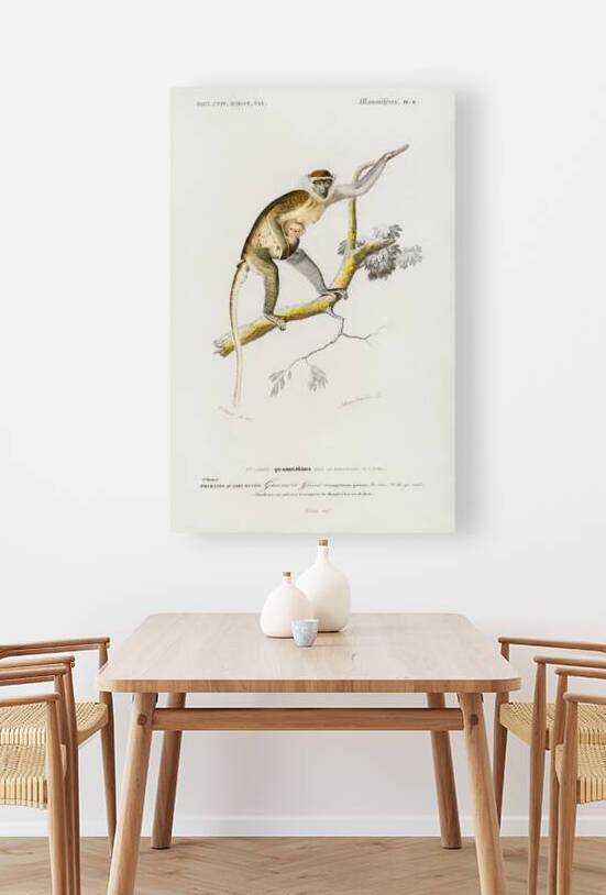 Cercopithecus griseus Guenon Grivet by IStockHistory com