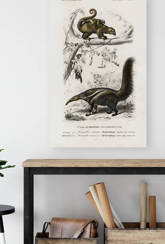 Pygmy anteater Cyclopes didactylus and Giant anteater Myrmecophaga tridactyla by IStockHistory com