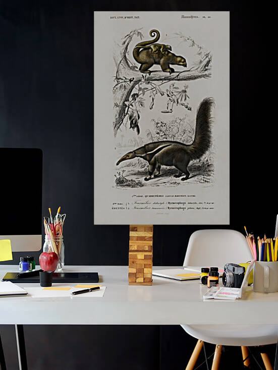 Pygmy anteater Cyclopes didactylus and Giant anteater Myrmecophaga tridactyla by IStockHistory com