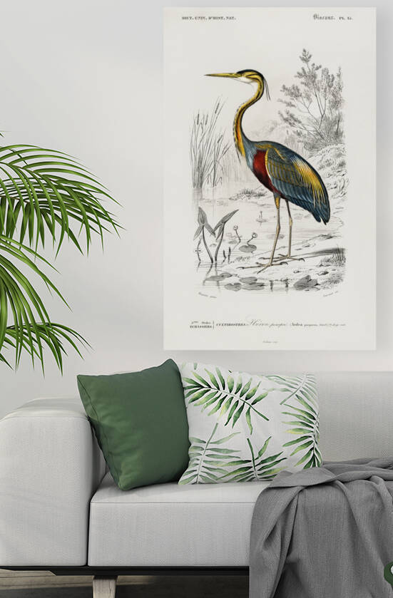 Purple heron Ardea purpurea by IStockHistory com