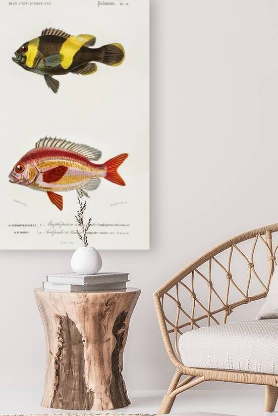 Different types of fishes by IStockHistory com