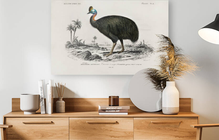 Casoar à casque bird by IStockHistory com