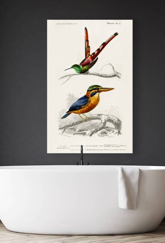 Different types of birds by IStockHistory com