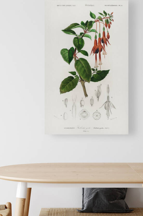 Hummingbird fuchsia Fuchsia gracilis by IStockHistory com