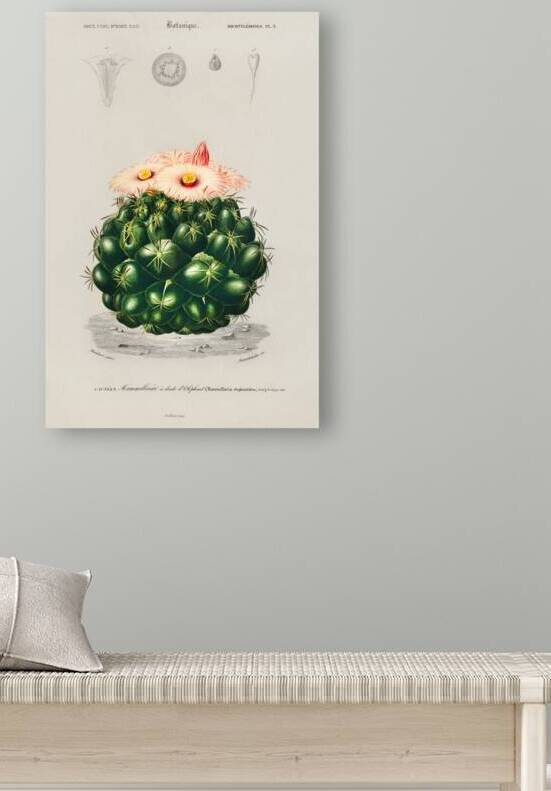 Starry Ball Mammillaria elephantidens by IStockHistory com