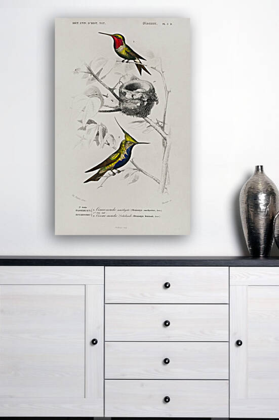 Different types of birds by IStockHistory com
