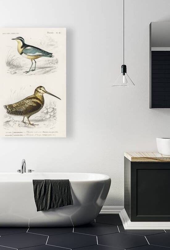 Different types of birds by IStockHistory com